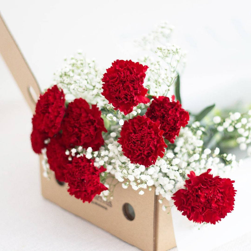 Agnes Red Carnation Flower Long Box (MD)
