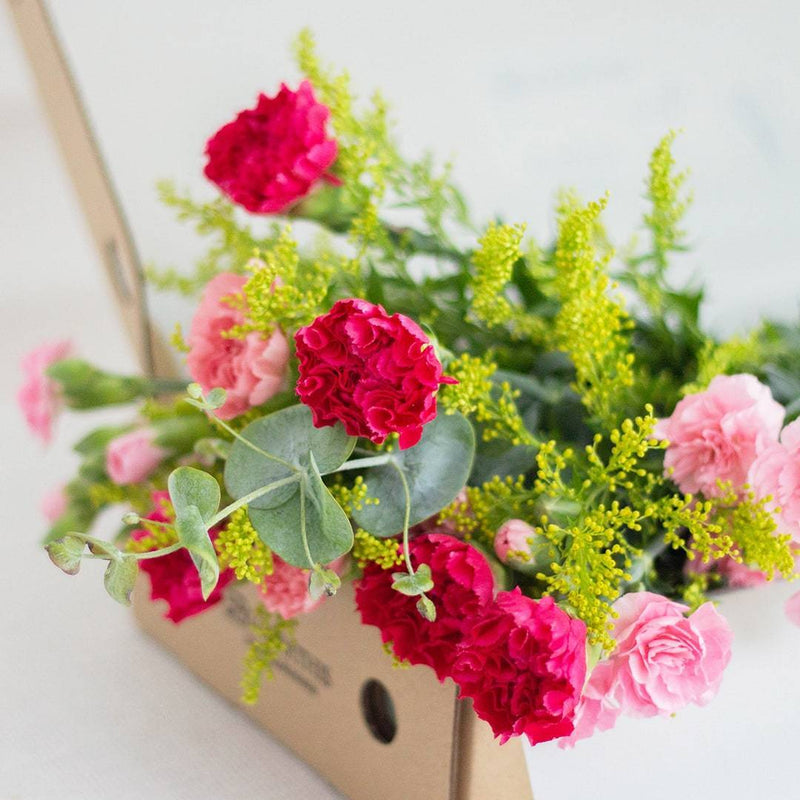 Lisa Pink Carnation Flower Long Box (MD)